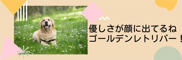 ゴールデンレトリバー最高！